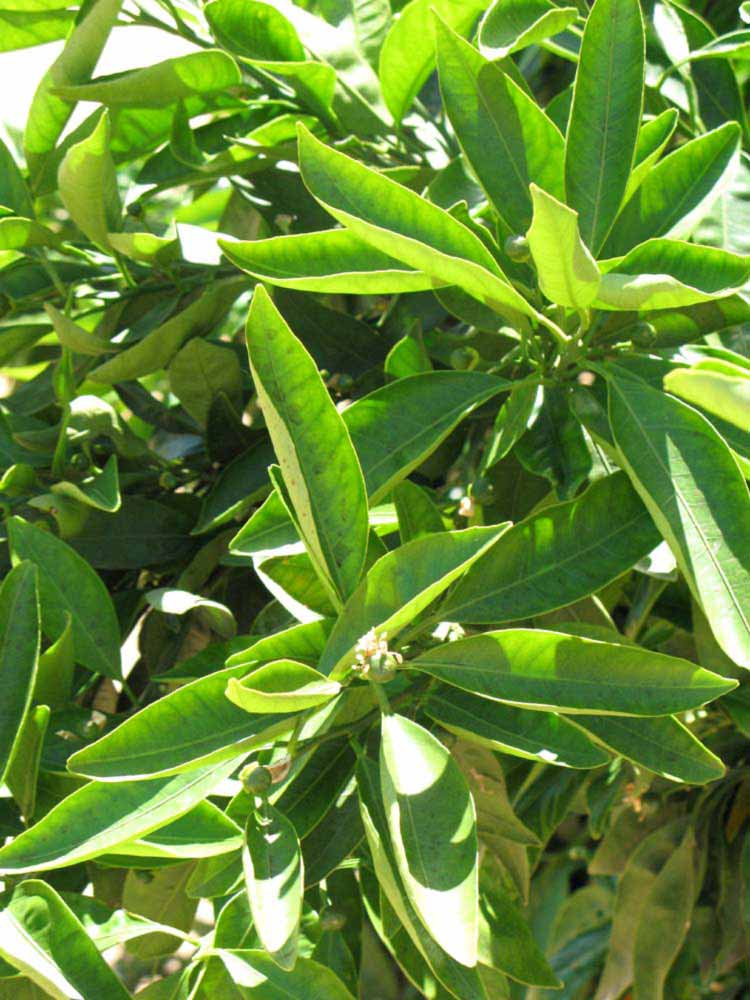              Sun leaves (Riverside, CA)       